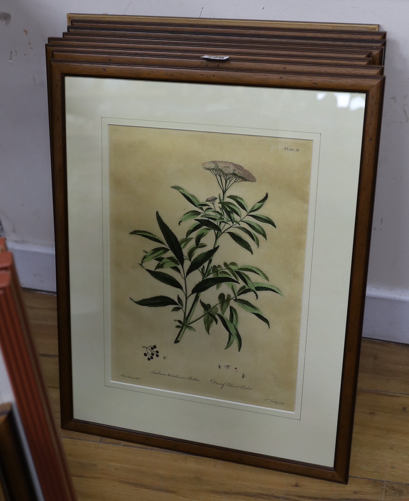 William Darling after John Edwards, set of eight hand coloured engravings, Botanical studies of field flowers, 34 x 24.5cm